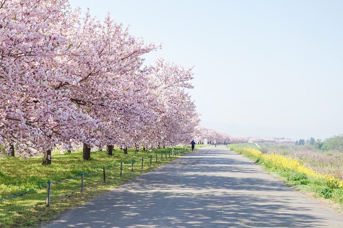 sakura